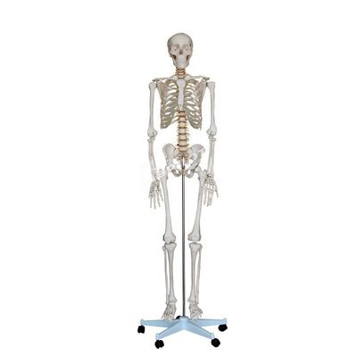 180cm 高さ 生体サイズ 人間の解剖モデル 医学教育のための理想的な