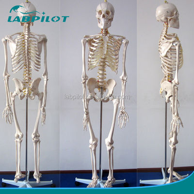 180cm 高さ 生体サイズ 人間の解剖モデル 医学教育のための理想的な