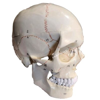 教育モデル 人体体型頭蓋骨 医学科学教育のための解剖学モデル