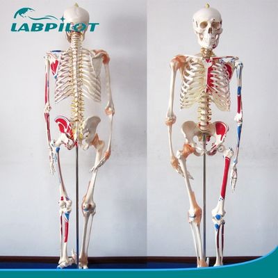 医学科学教育モデル 180cm 高さ 肌と筋帯を持つ色素の骨格
