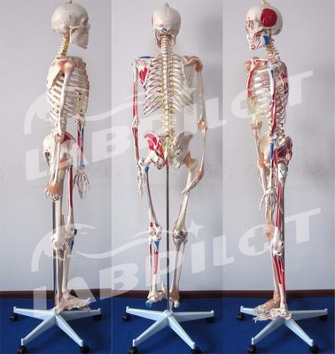 医学科学教育モデル 180cm 高さ 肌と筋帯を持つ色素の骨格