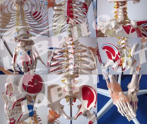 医学科学教育モデル 180cm 高さ 肌と筋帯を持つ色素の骨格