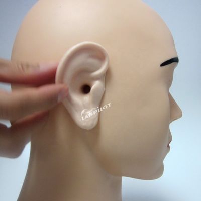 人間の生体サイズ 鮮明な耳モデル 耳灌流訓練シミュレーターの究極のツール
