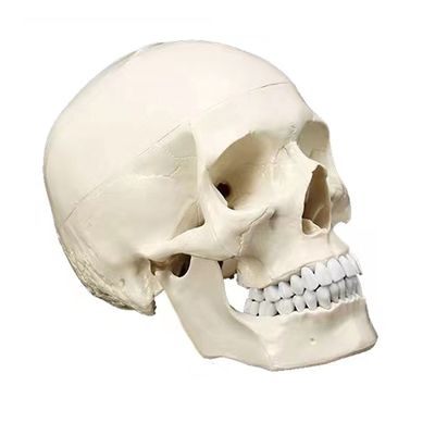 医学科学研究のためのヒト成人頭蓋骨の解剖学実証モデル