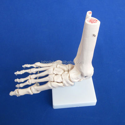 人間の解剖学モデル 骨格の筋と骨を持つ生体サイズ足関節モデル