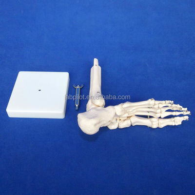 人間の解剖学モデル 骨格の筋と骨を持つ生体サイズ足関節モデル