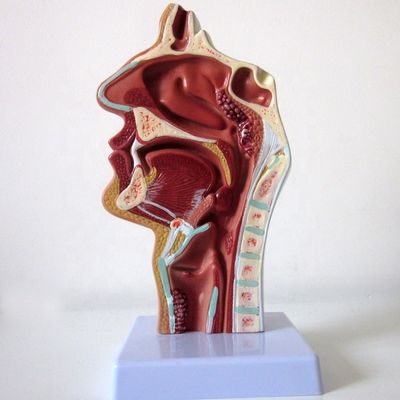 高呼吸器系モデル 鼻腔 口腔腔 喉と喉腔病理学