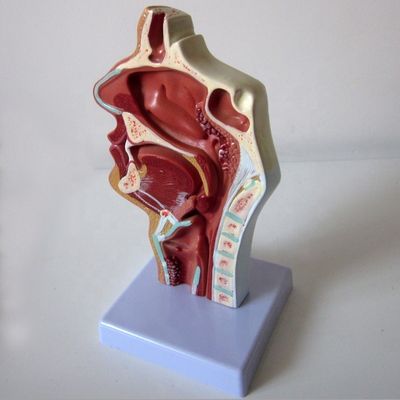 高呼吸器系モデル 鼻腔 口腔腔 喉と喉腔病理学