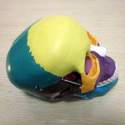 人間の生命体サイズ 骨格模型 骨格模型 医学研究補助のための脳頭蓋骨模型