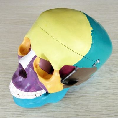 人間の生命体サイズ 骨格模型 骨格模型 医学研究補助のための脳頭蓋骨模型