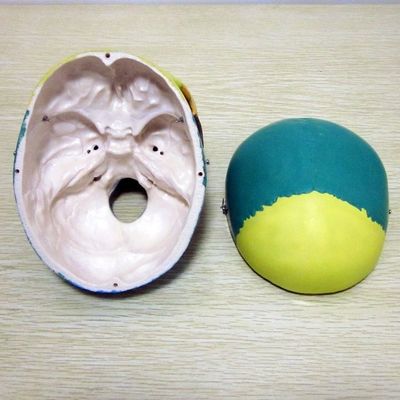 人間の生命体サイズ 骨格模型 骨格模型 医学研究補助のための脳頭蓋骨模型