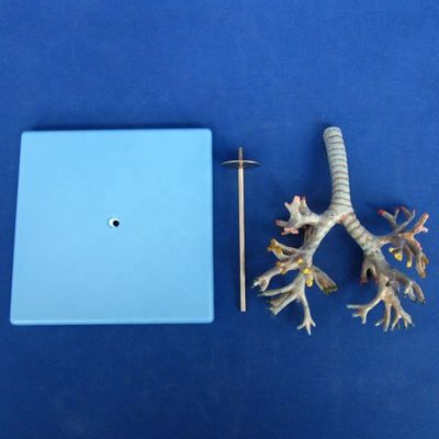 鮮明な解剖学的な支門管木 26 位置のモデル 医療科学のための気管解剖学