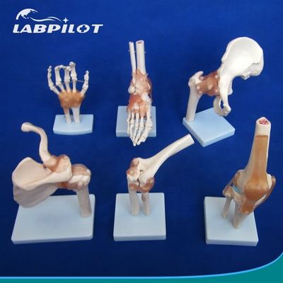 教育用ヒト関節骨の詳細なモデル 肩 肘 ハップ 膝 手とフー