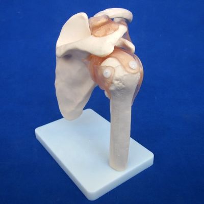 教育用ヒト関節骨の詳細なモデル 肩 肘 ハップ 膝 手とフー