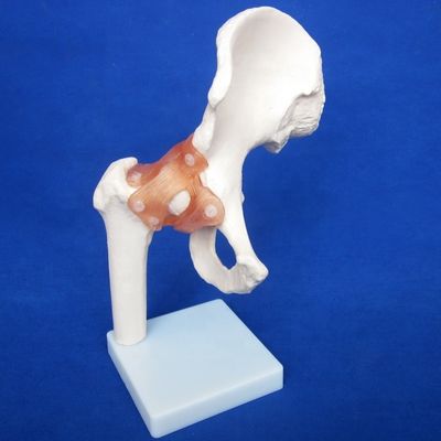 教育用ヒト関節骨の詳細なモデル 肩 肘 ハップ 膝 手とフー