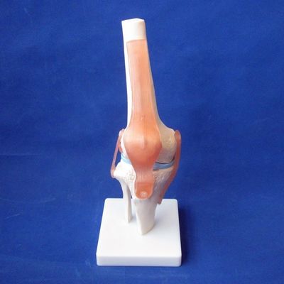 教育用ヒト関節骨の詳細なモデル 肩 肘 ハップ 膝 手とフー
