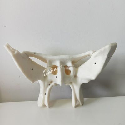 増幅されたアラ骨 スフェノイド骨 医学研究のための詳細な解剖構造モデル