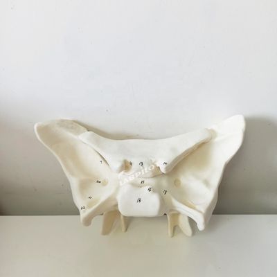 増幅されたアラ骨 スフェノイド骨 医学研究のための詳細な解剖構造モデル