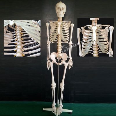柔軟な骨格構造は,教育環境における人間の生命のサイズ教育モデル