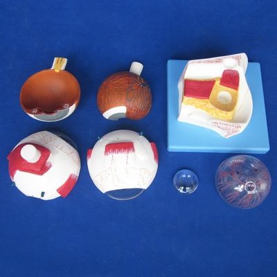 ヒトライフサイズのデラックス 7部目の眼球モデル