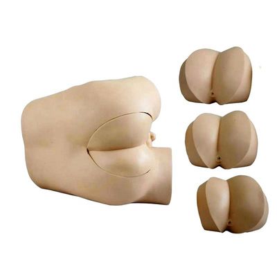 先進的なPVC構造とコンポーネントを持つ直腸検査スキルトレーニングモデル