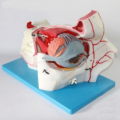 眼科 解剖学 モデル 眼球 モデル と 軌道 デラックス 9 部目 モデル