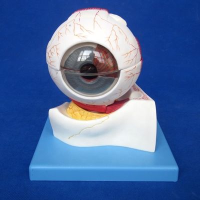 ヒトライフサイズのデラックス 7部目の眼球モデル