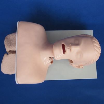 トラヘア直管訓練 人間の生体サイズ 口腔・鼻腔直管訓練モデル
