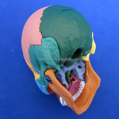 アナトミック・デモンストレーション・デモンストレーションのための高度なPVC色の頭蓋骨モデル組立