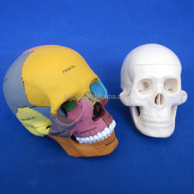 アナトミック・デモンストレーション・デモンストレーションのための高度なPVC色の頭蓋骨モデル組立
