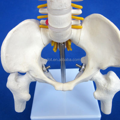 脊柱 骨盤 骨頭 45cm 人体骨格