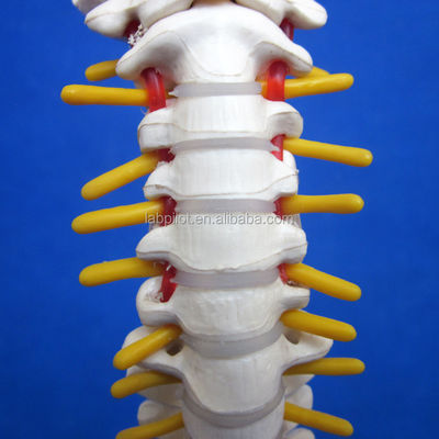 脊柱 骨盤 骨頭 45cm 人体骨格