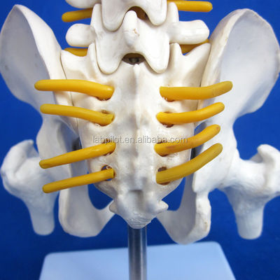 脊柱 骨盤 骨頭 45cm 人体骨格
