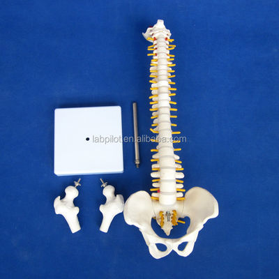 脊柱 骨盤 骨頭 45cm 人体骨格