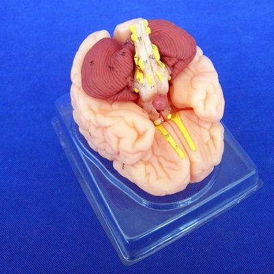 人間の脳モデル 8 部位 学校や教育機関のための解剖学モデル