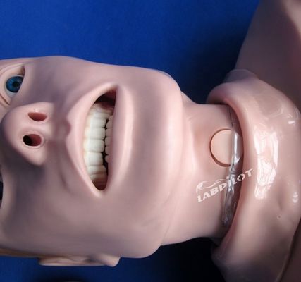 大人の半身CPRと直管訓練のためのプロの人体サイズのマニキン