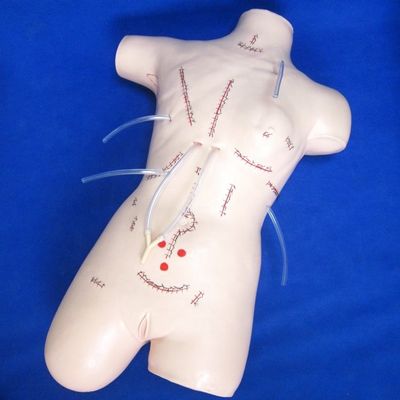 アパンデクトミーの現実的な教学モデル 包帯と縫合のスキル 外科マニュアル