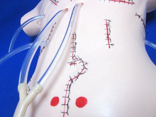 アパンデクトミーの現実的な教学モデル 包帯と縫合のスキル 外科マニュアル