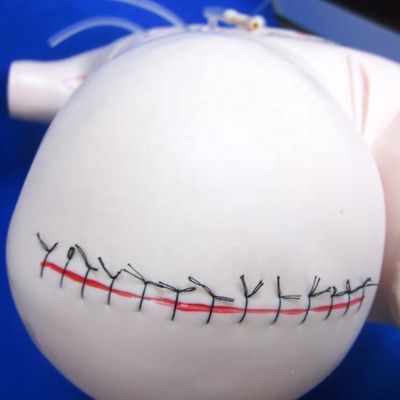 アパンデクトミーの現実的な教学モデル 包帯と縫合のスキル 外科マニュアル