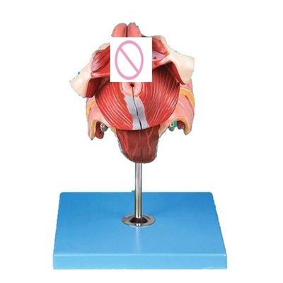 人 の 生殖 システム の モデル 女性 の 生殖器官 の 解剖学 に 関する 効果 的 な 教え