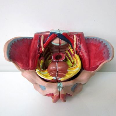 女性の骨盤解剖学モデルと詳細な神経血管と女性の骨盤解剖学