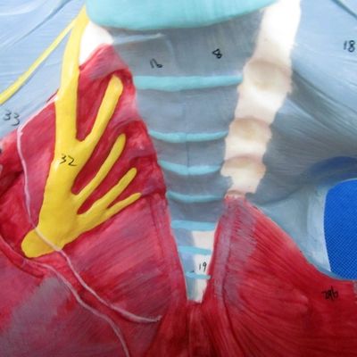 人体生殖系モデル 骨盤と骨盤床筋と骨盤と付いた高度な骨盤