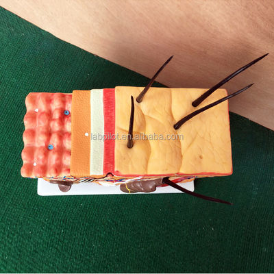 人間の解剖学モデル 鮮明なヒストロジーと胚学特性を備えた皮膚ブロックモデル