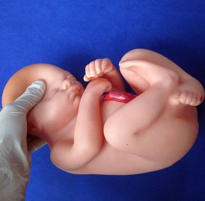 妊娠9ヶ月目の子宮と女性の骨盤のケアデモ