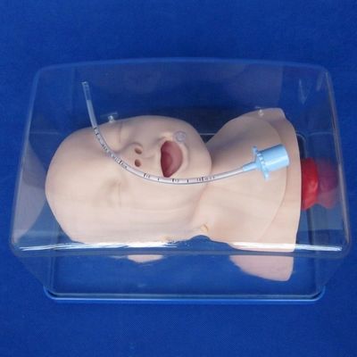 医療科学訓練モデル 新生児 トラヘア 管込み 頭と肩 幻