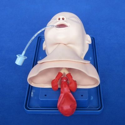 医療科学訓練モデル 新生児 トラヘア 管込み 頭と肩 幻
