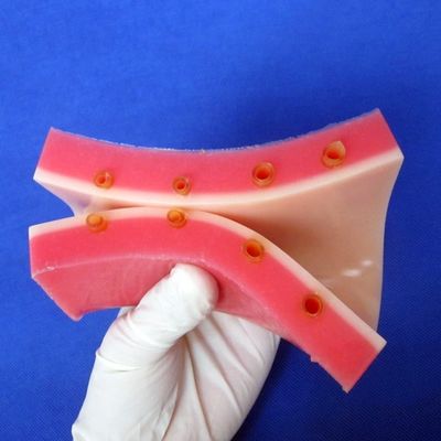 IV 注射訓練 デモンストレーション 鮮明な皮膚モデルを持つ医学教育シミュレーター