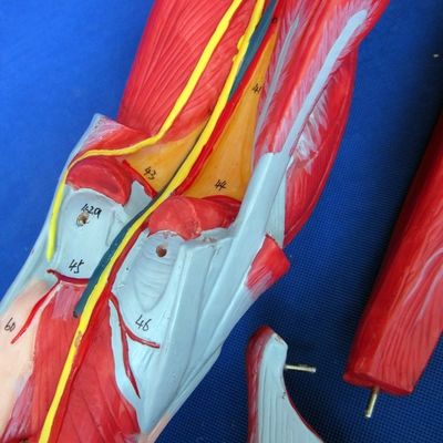 解剖学 足の筋肉 10 部位の教学モデル 下肢の筋肉 デモンストレーション