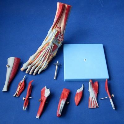 人間の筋肉 解剖学モデル 神経と解剖学を持つ高度な9部足モデル