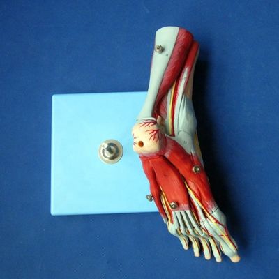 人間の筋肉 解剖学モデル 神経と解剖学を持つ高度な9部足モデル